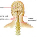 Estruturas da dor cervical